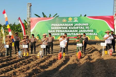 PERHUTANI DUKUNG PENANAMAN JAGUNG 