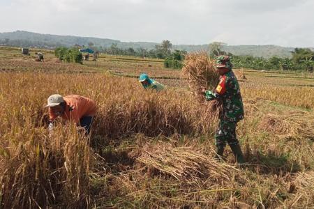 BABINSA MARGOMULYO DAMPINGI PANEN 