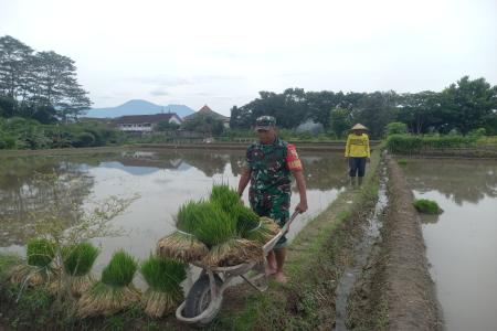 Wujud Kepedulian TNI Pada Ketahanan Pangan Babinsa Kaweron Bantu Petan